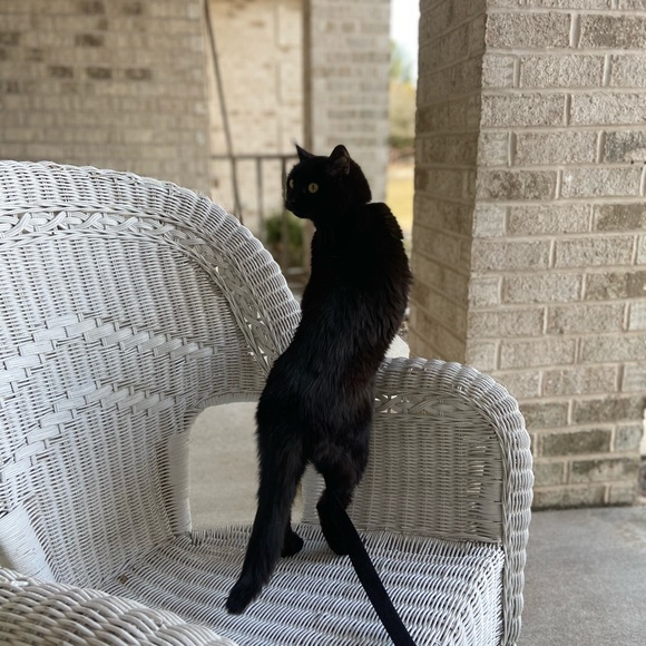 My four-legged children! 😉 - Picture 3 of 10